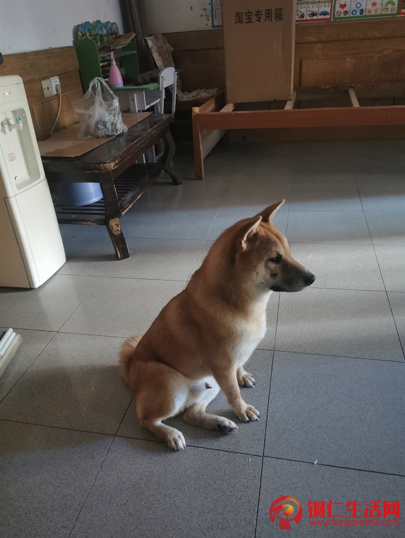 低價出售成年純種柴犬，希望找個好人家 ！